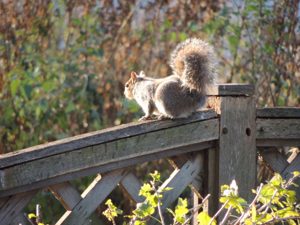 A Squirrel in St James Park