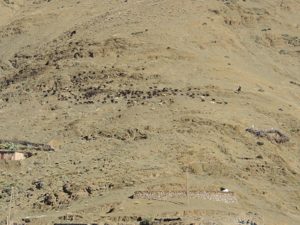Goats being herded