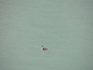 One of the many brave ducks swimming in the icy water