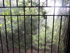 The view of the jungle outside our hostel room