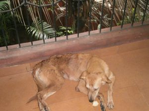 The friendly dog (we named Bruce) who took us in.