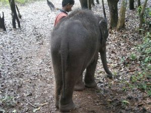 Baby elephant