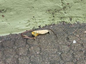 Baby snake that crossed our path