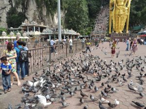 Lots of pigeons being fed by a boy ...